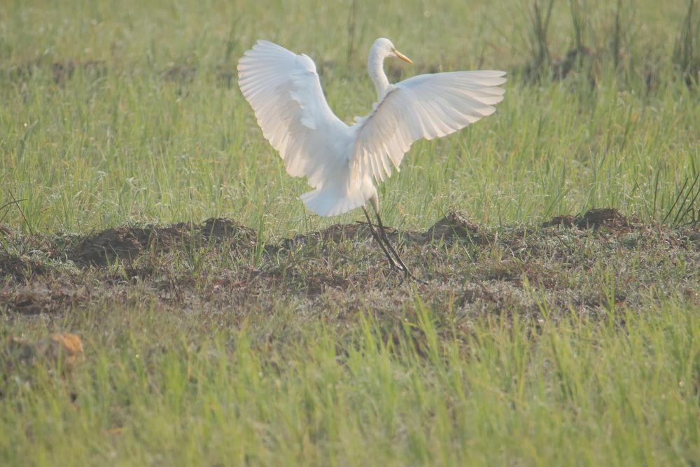 White crane landing on paddy field