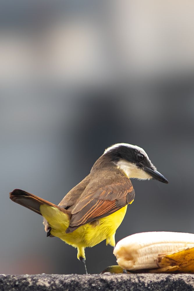 Photograph by Willes Vieira de moraes