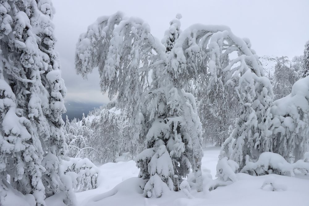 Photograph by Галина Ильясова