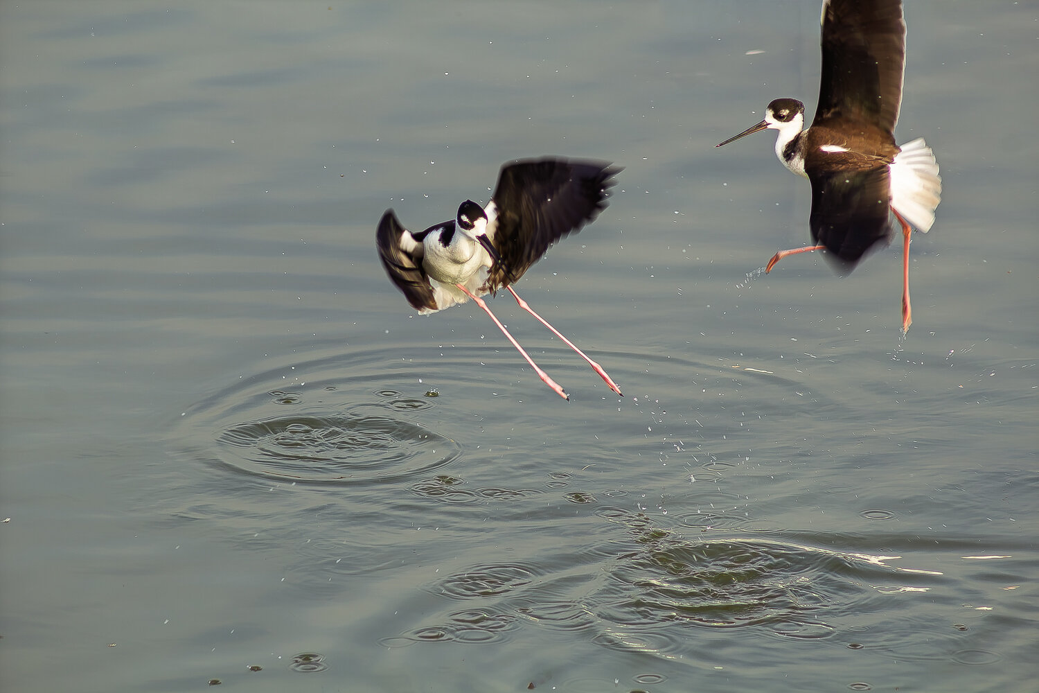 Photo #13087876