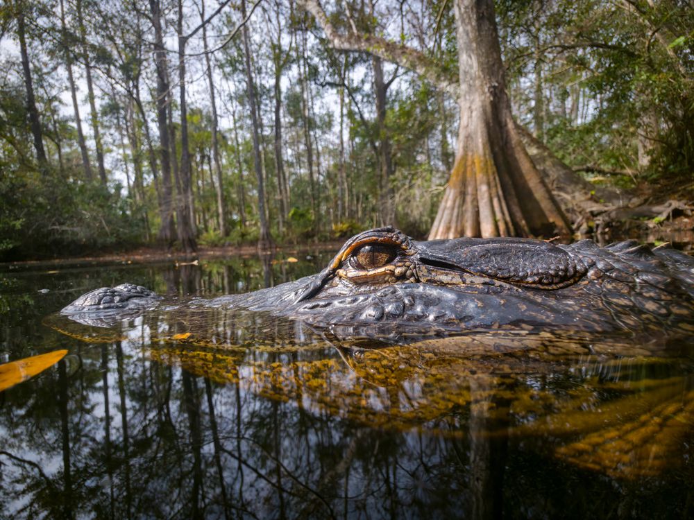 Quiet Water, Quiet Watcher