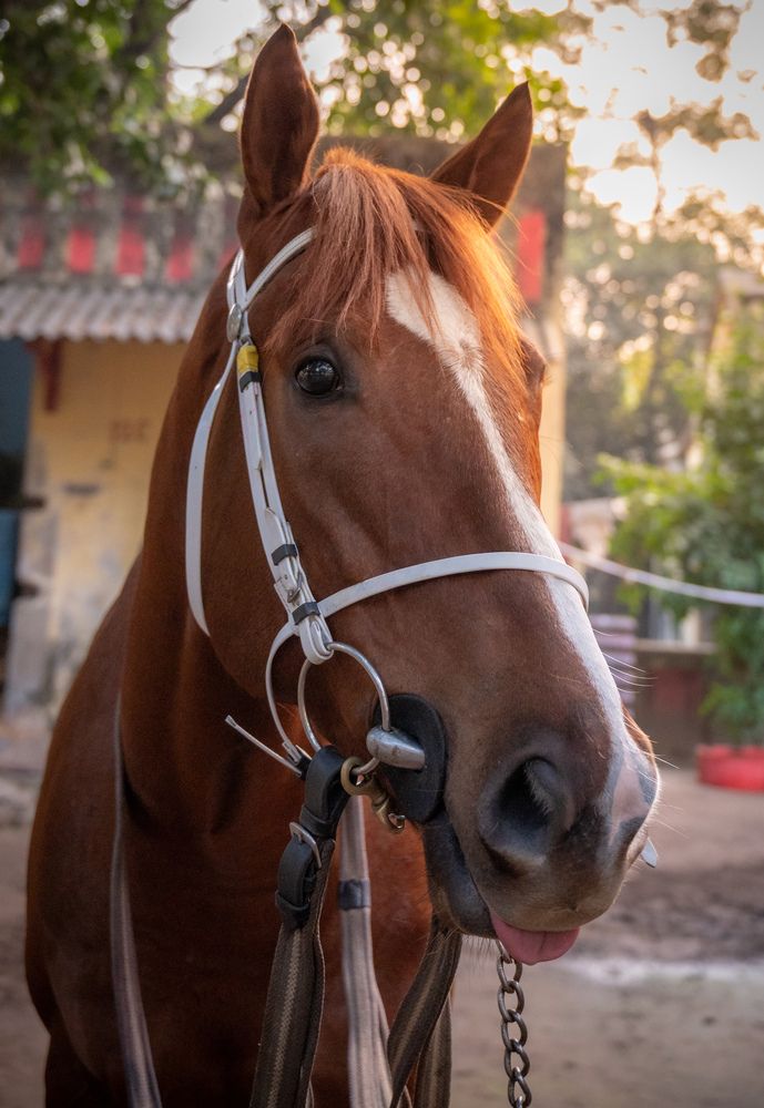 Photograph by Kedar Diwakar Mandakhalikar