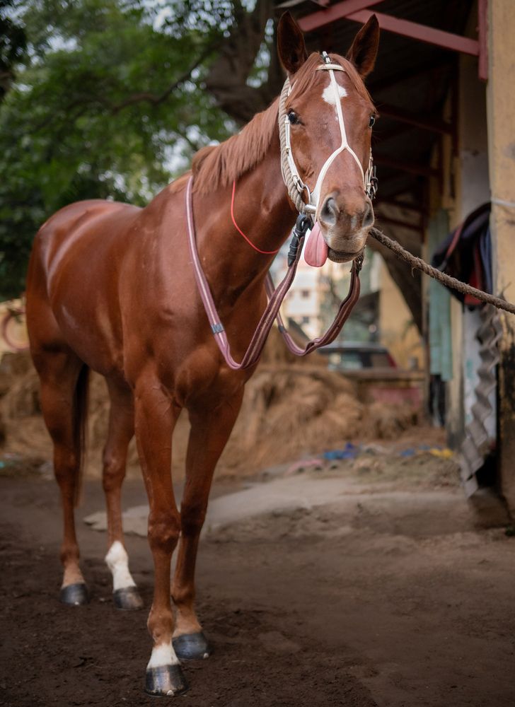 Photograph by Kedar Diwakar Mandakhalikar