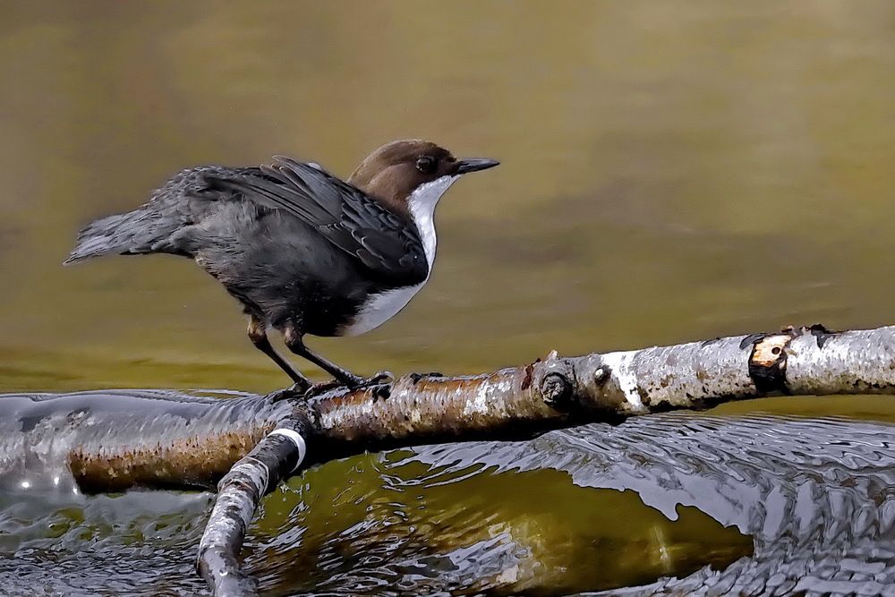 Photograph by Игорь Чеботарёв