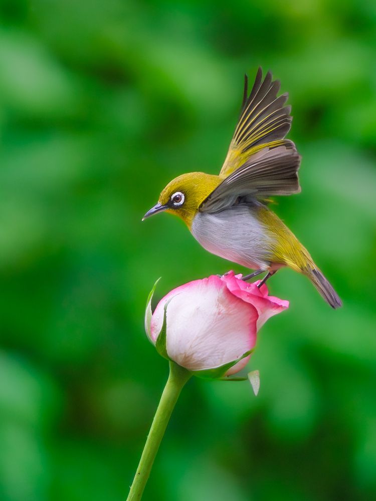 Photograph by Vipin P C