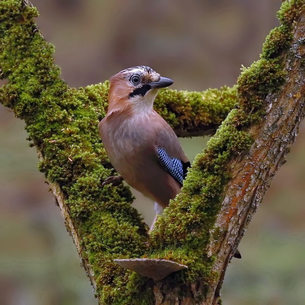 Photograph by Игорь Чеботарёв