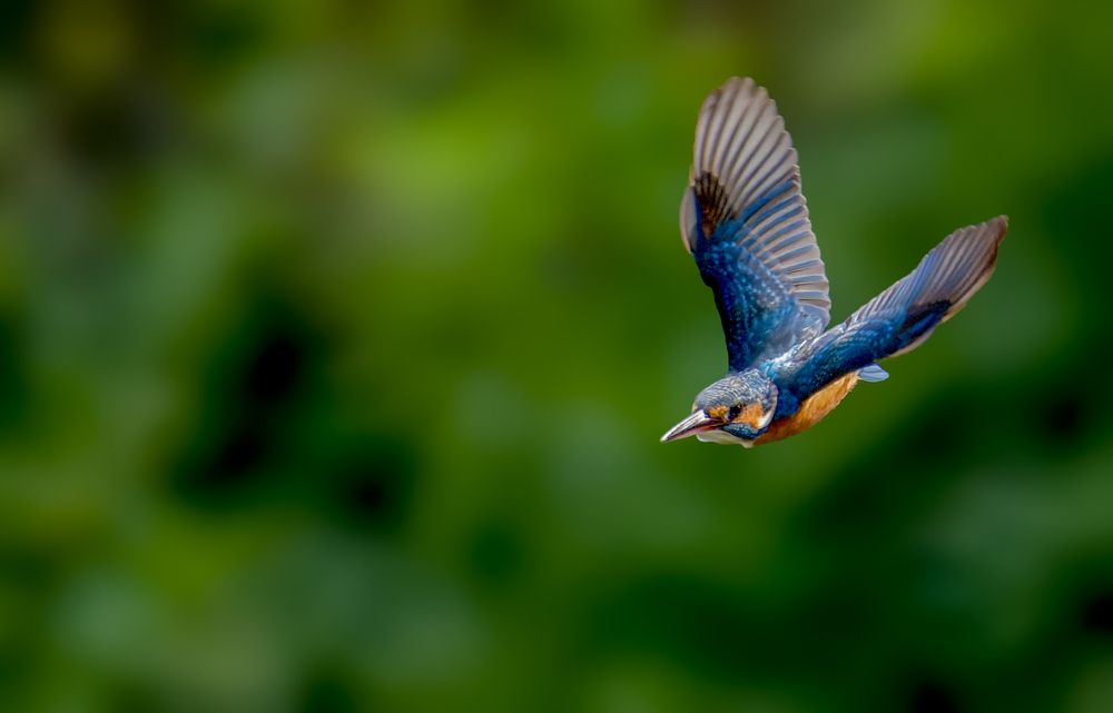 Photograph by Zayed Sanim