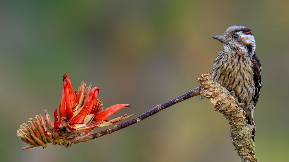 Photograph by Zayed Sanim