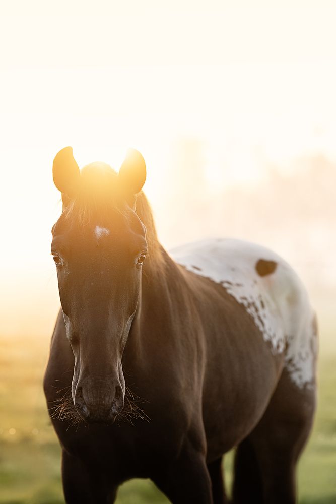 Фотография автора Elke Braet