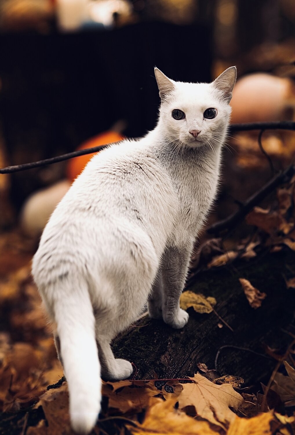 Photo #13088525