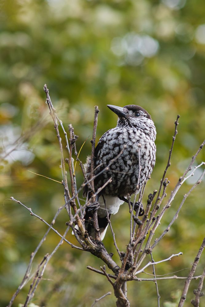 Photograph by Татьяна Ровенская