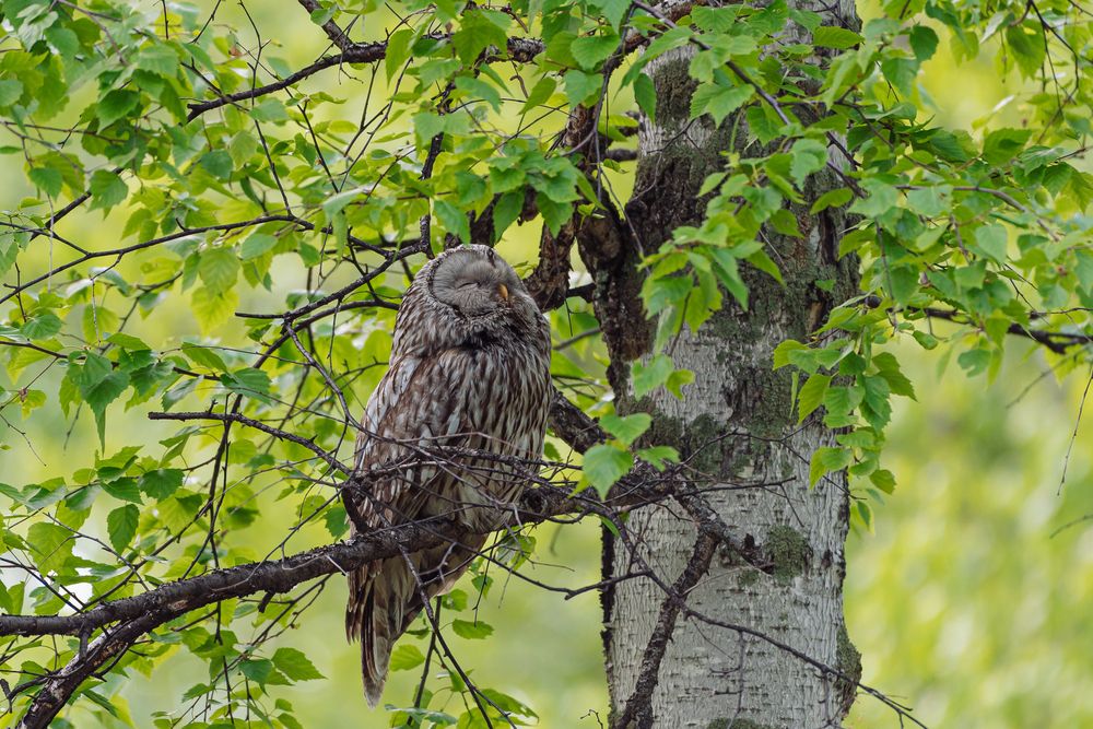Photograph by Татьяна Ровенская