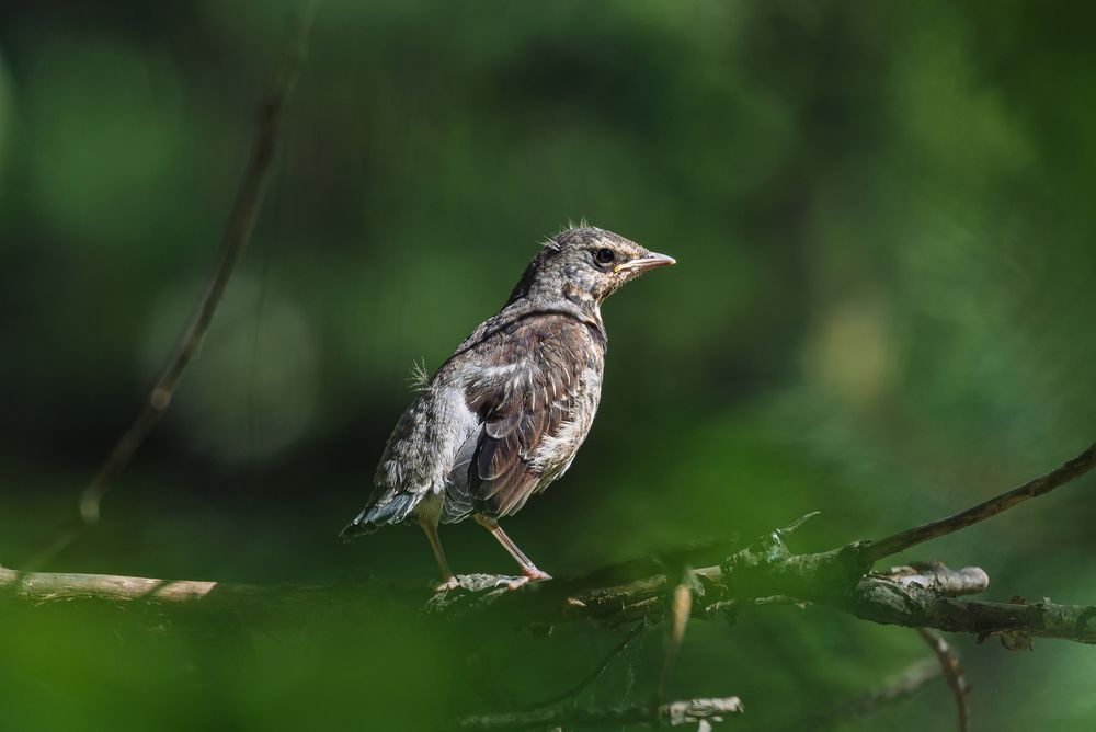 Photograph by Татьяна Ровенская