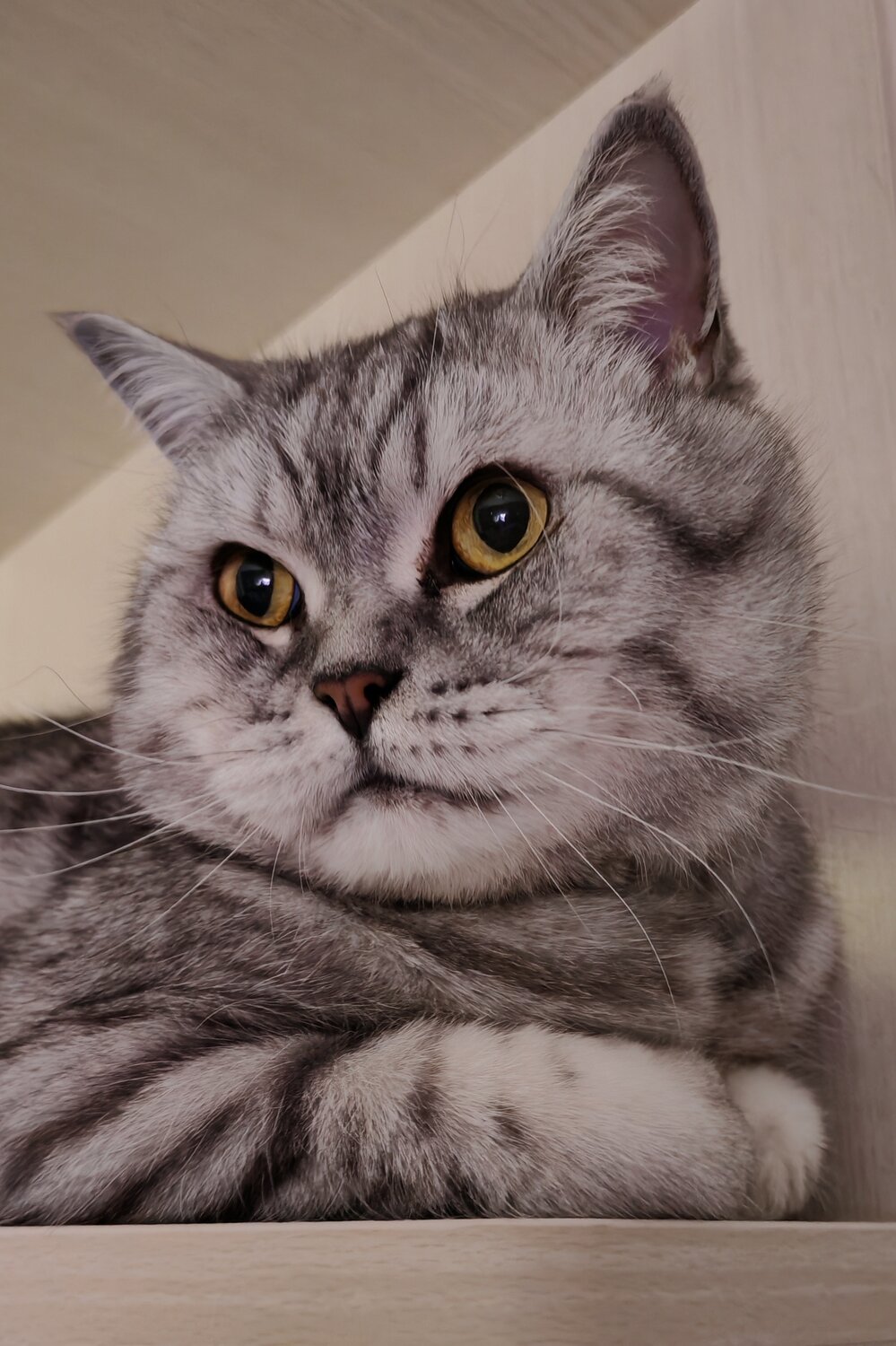 Photo #13088707