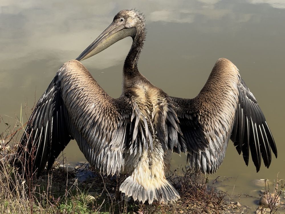 Розовый пеликан