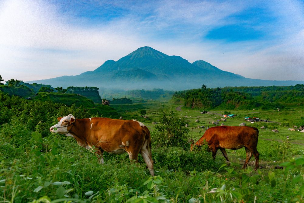 Photograph by ILHAM BAIHAQI