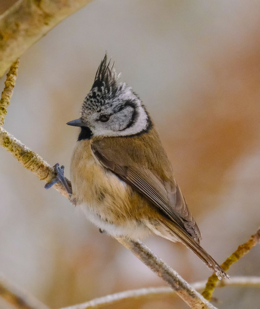 Фотография автора Elvijs Kalnins