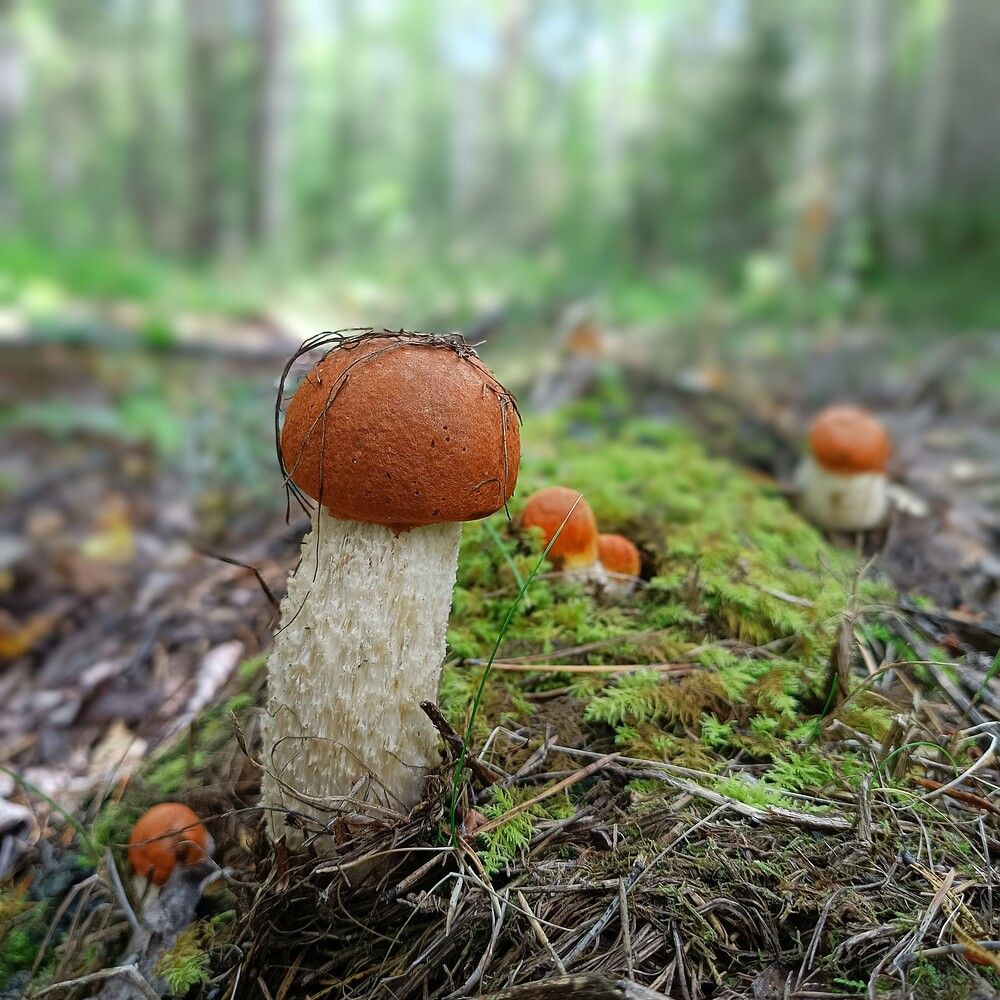 Photograph by Ирина Молоткова
