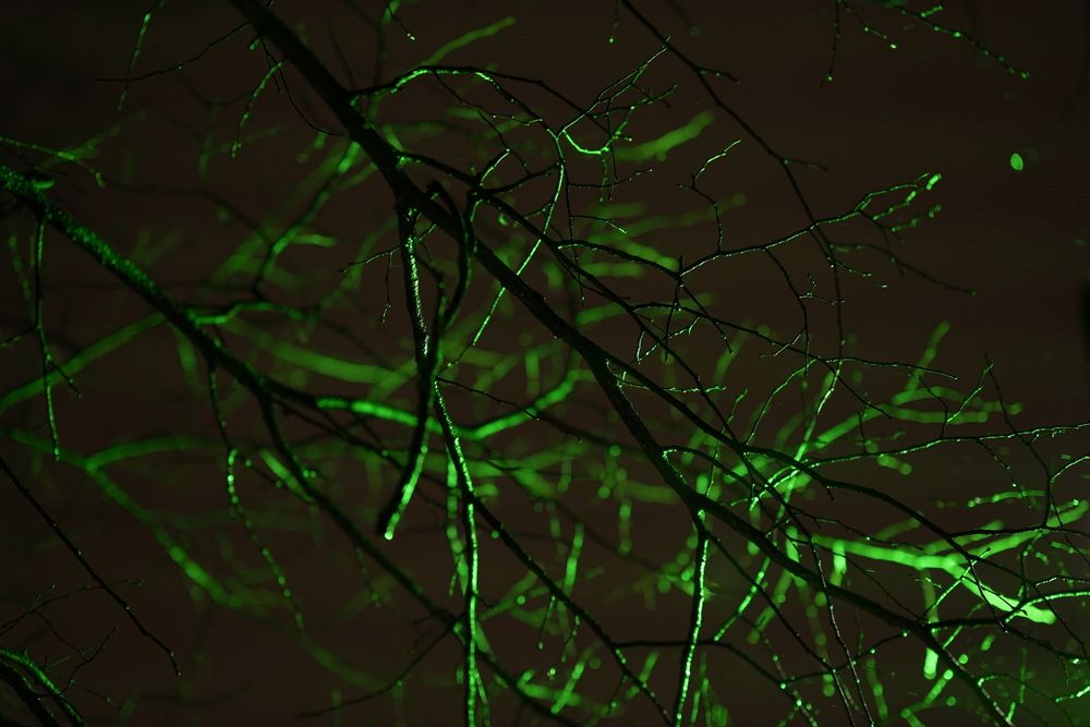 Photograph by Натали Захарова (Тай)