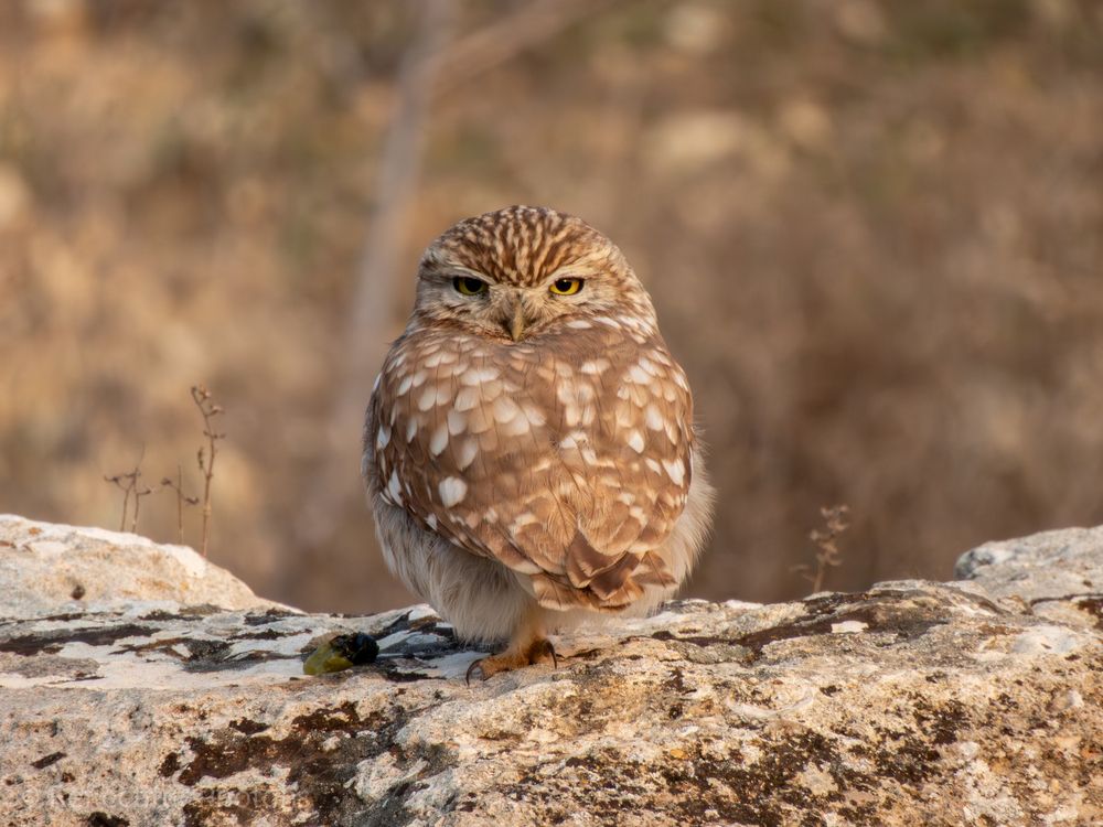 Photograph by Photons Reflectitur