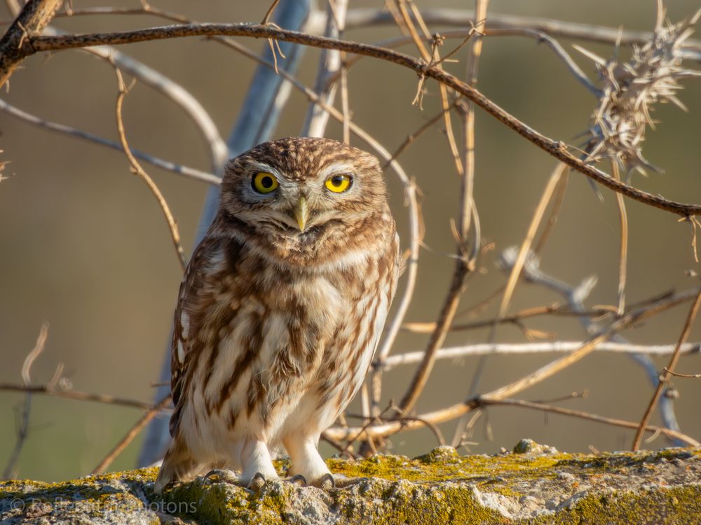 Photograph by Photons Reflectitur