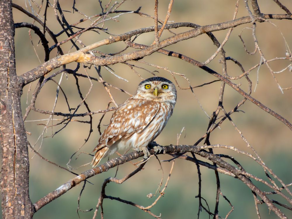 Photograph by Photons Reflectitur