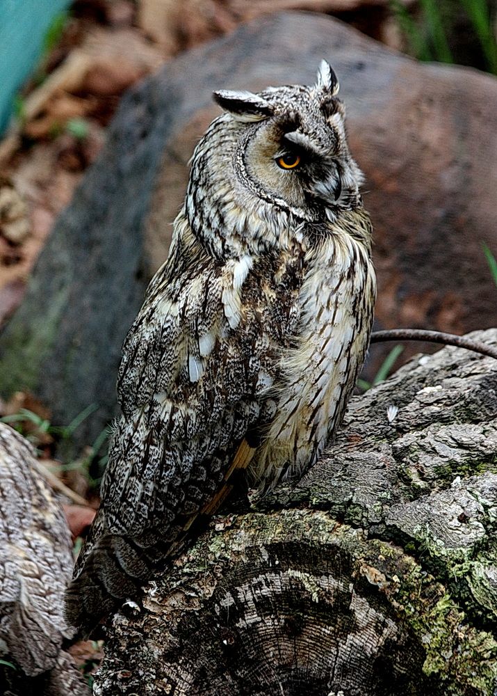 Photograph by АЛЕКСАНДР ЦЫГЕЛЬНЮК