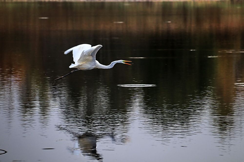Фотография автора Александр Лазебник