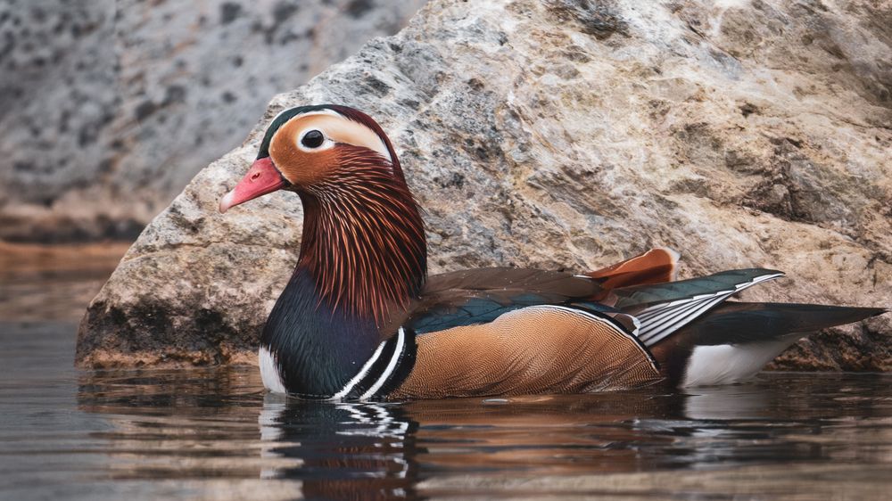 Photograph by Анастасия Богомолова