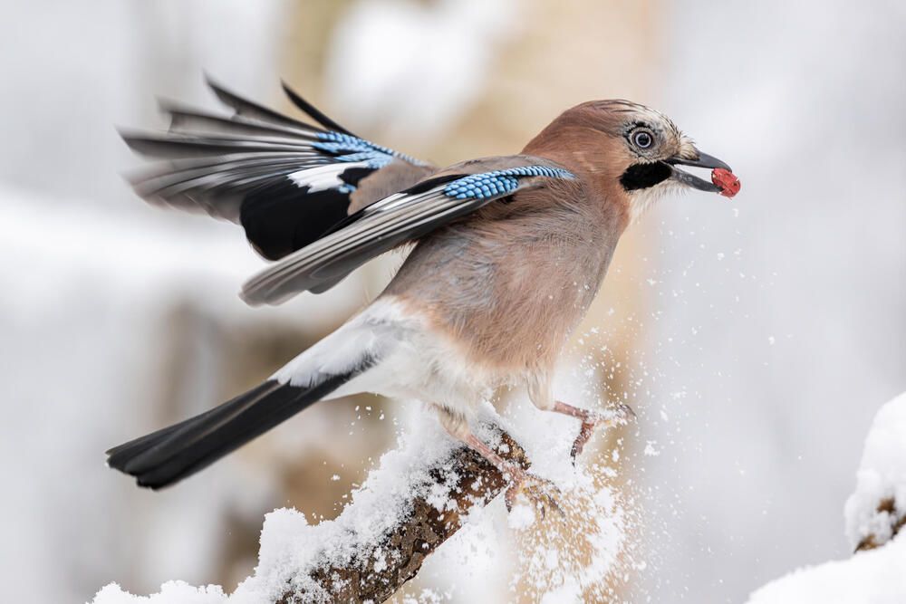 Неудачная посадка !