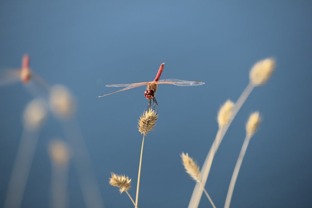 Photograph by Paul