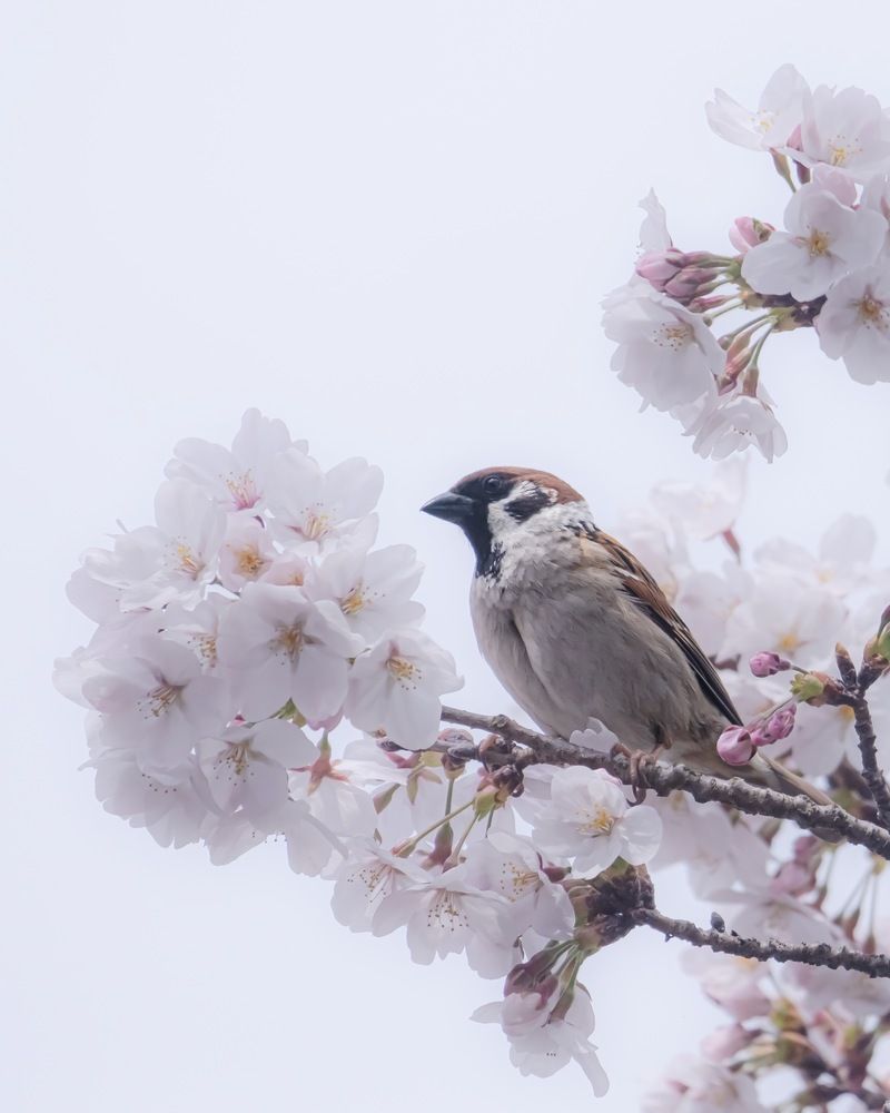 Photograph by Suto Aya