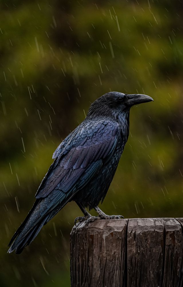 Photograph by Athul Konikkara