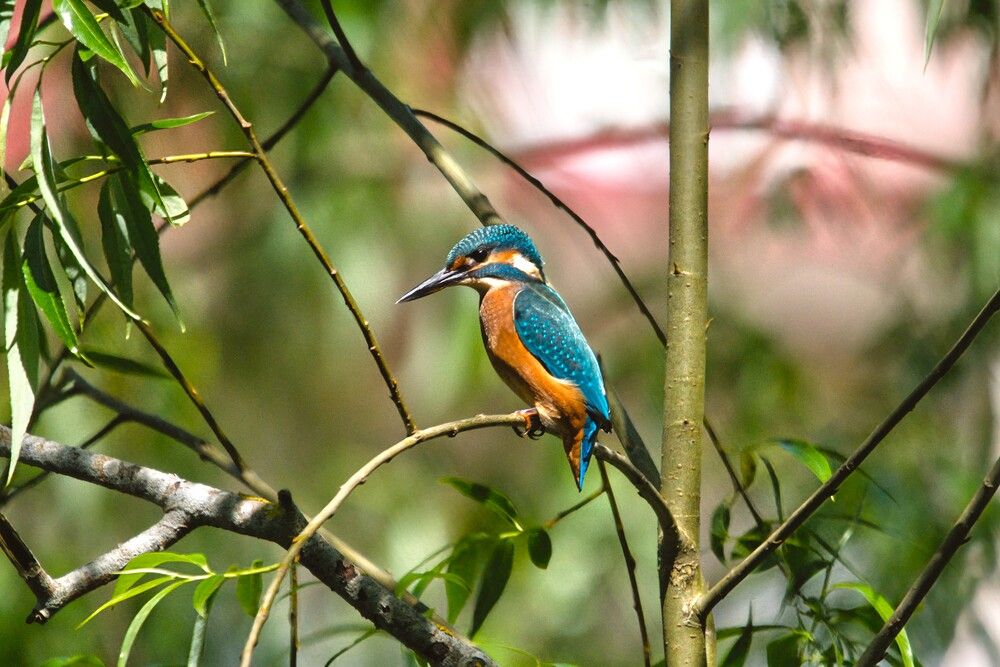 Photograph by Janis Serdienis