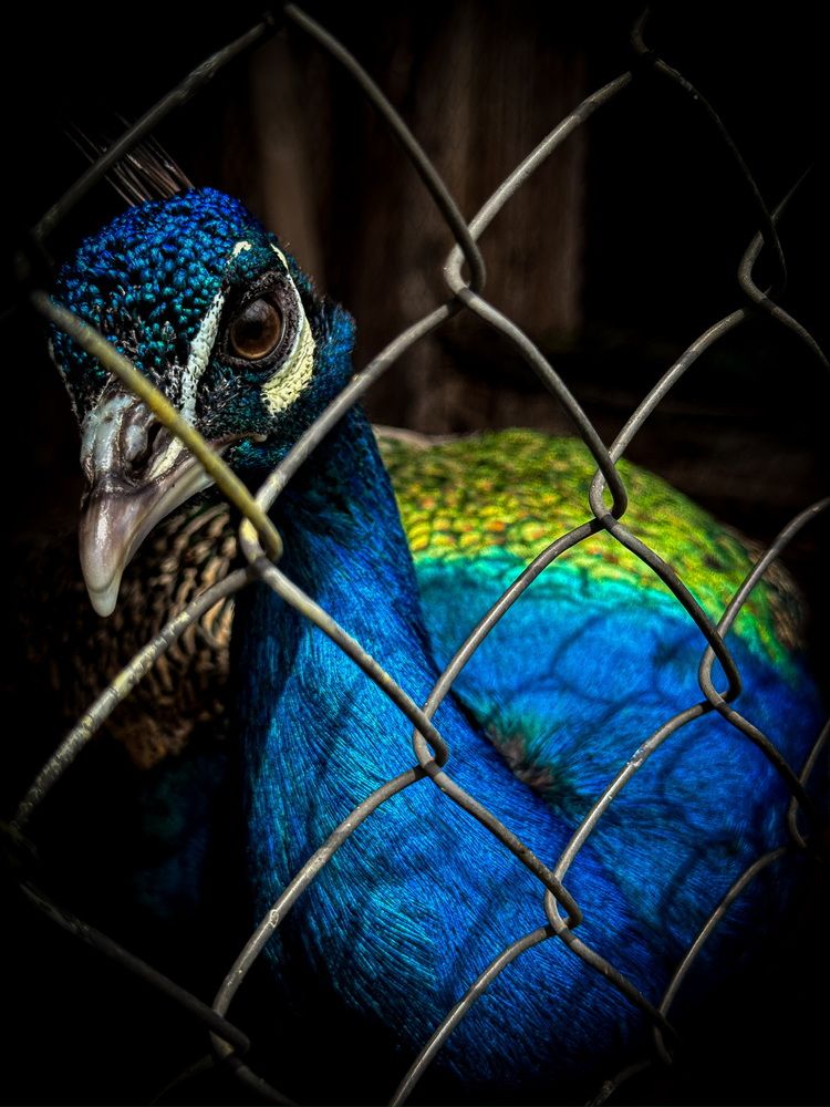 Photograph by Анна Пигулевская