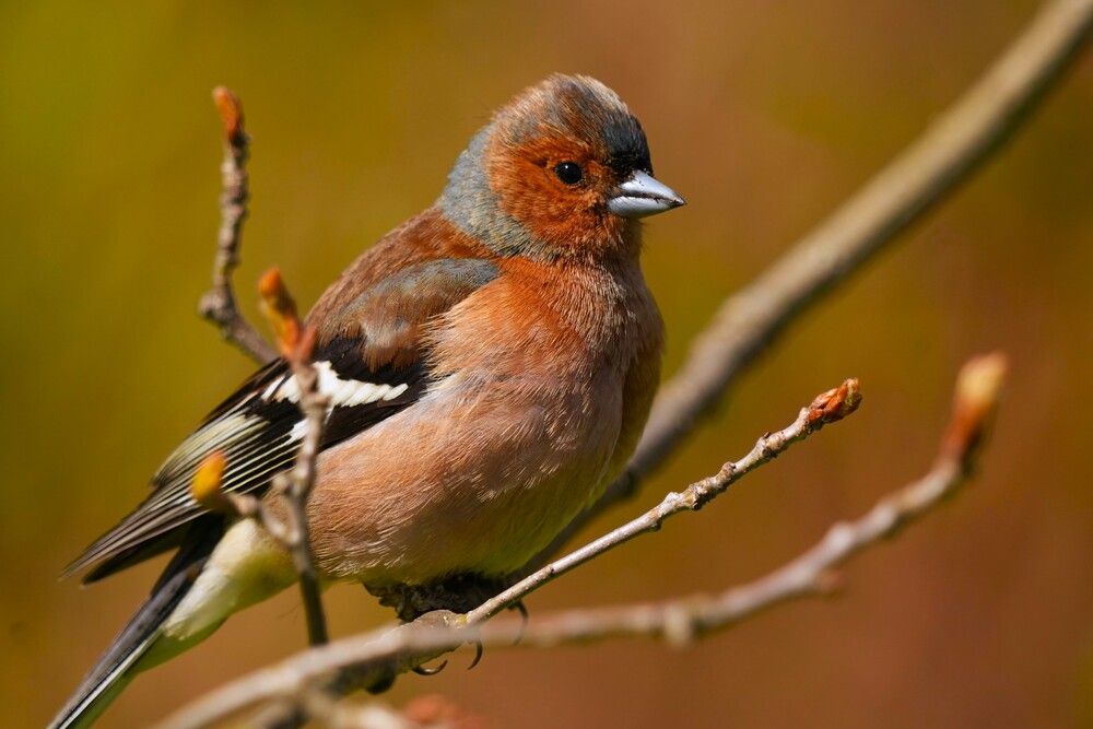 Photograph by Елена Викторовна