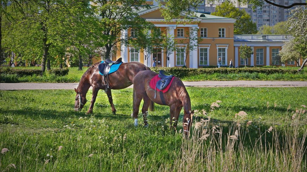 Фотография автора Анатолий Дауров