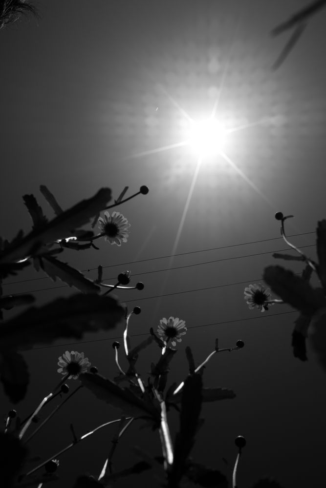 Photograph by hal