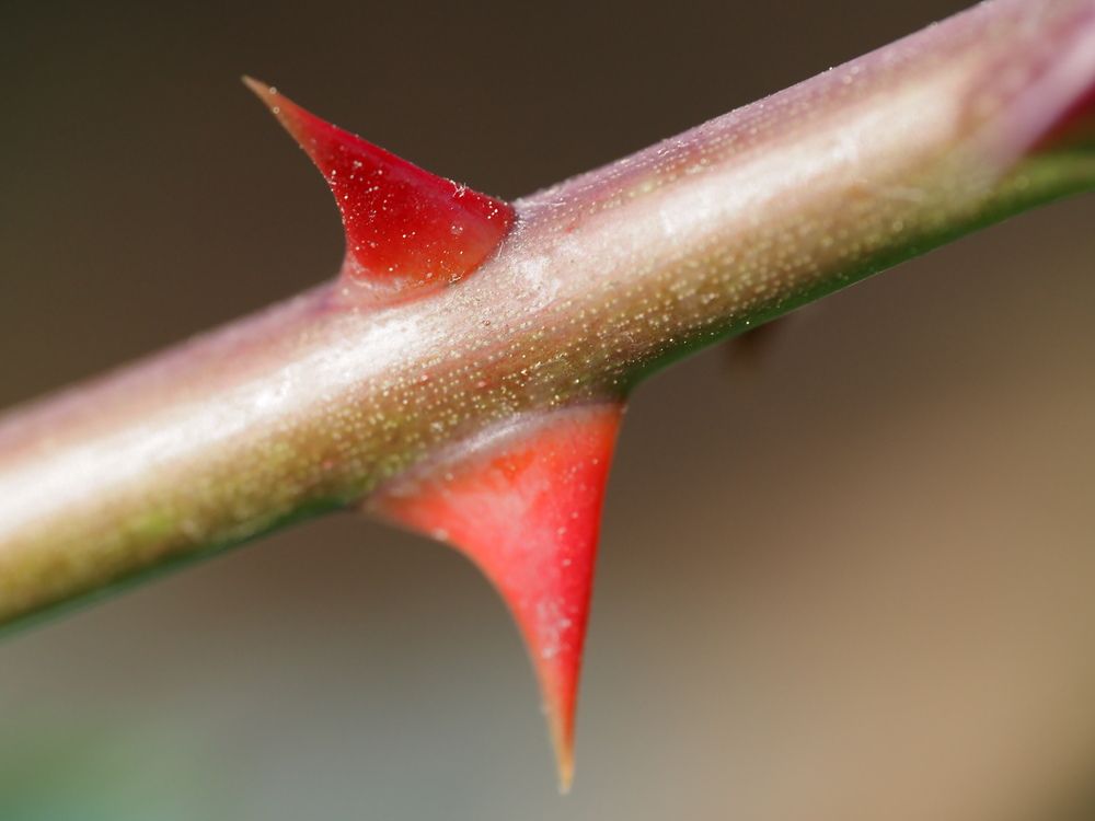 Photograph by Сергей Борисов