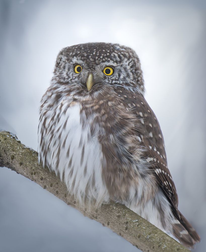 Фотография автора Пушкарева Василиса
