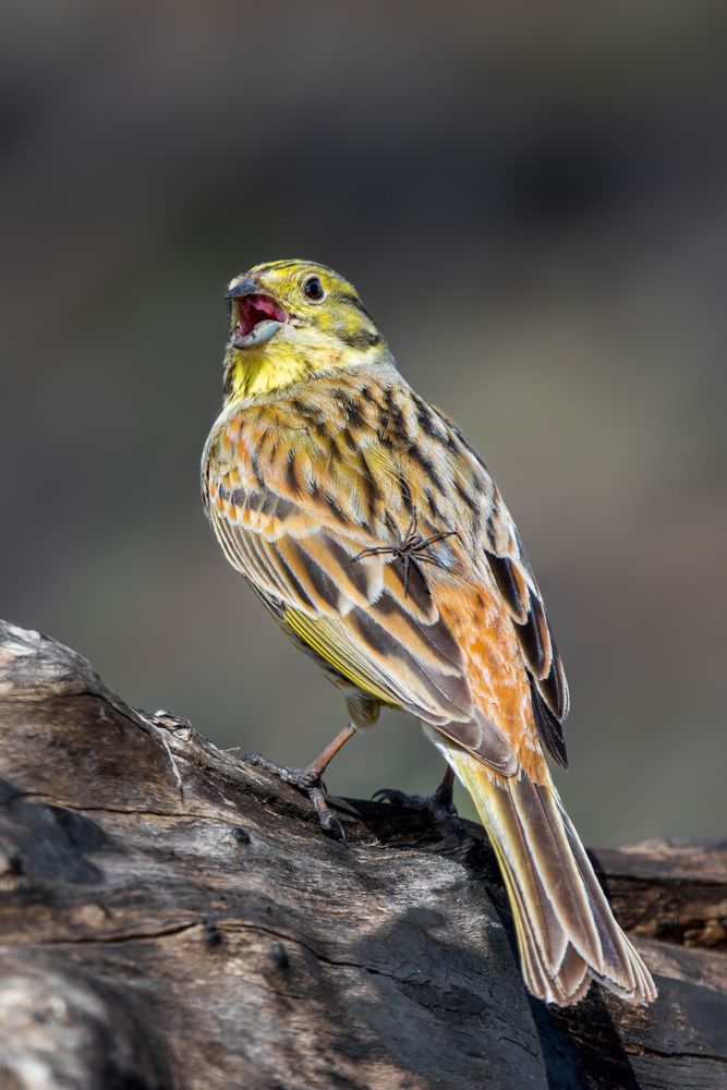 - Аааа, он меня съест!!!
