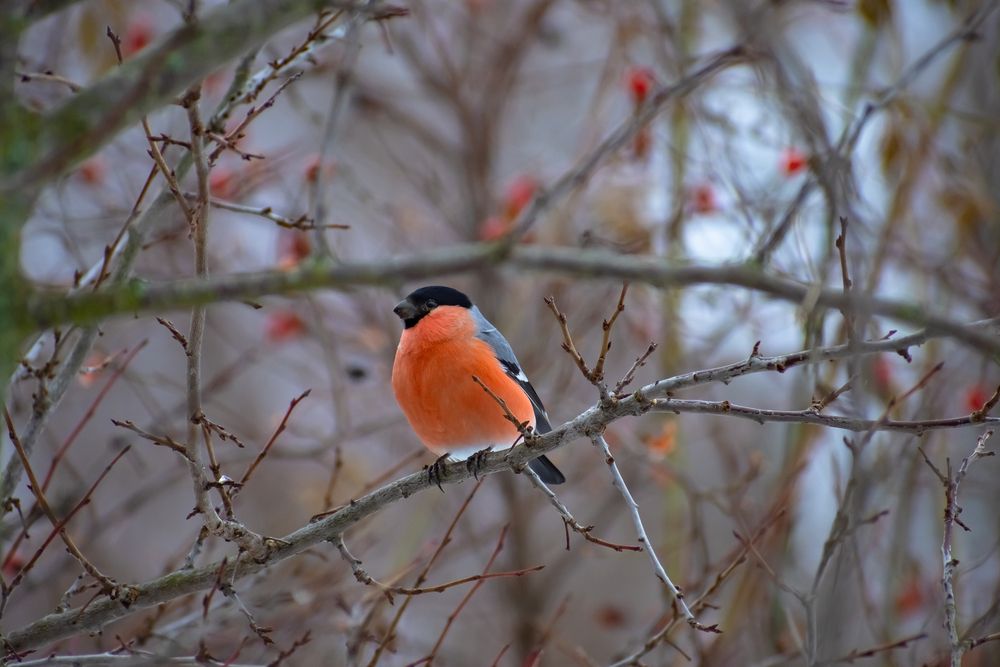 Photograph by Александра Плискова