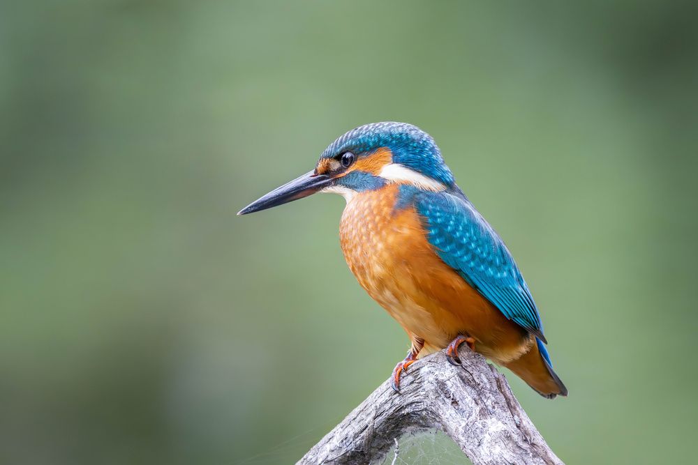 Photograph by Шульгин Вадим