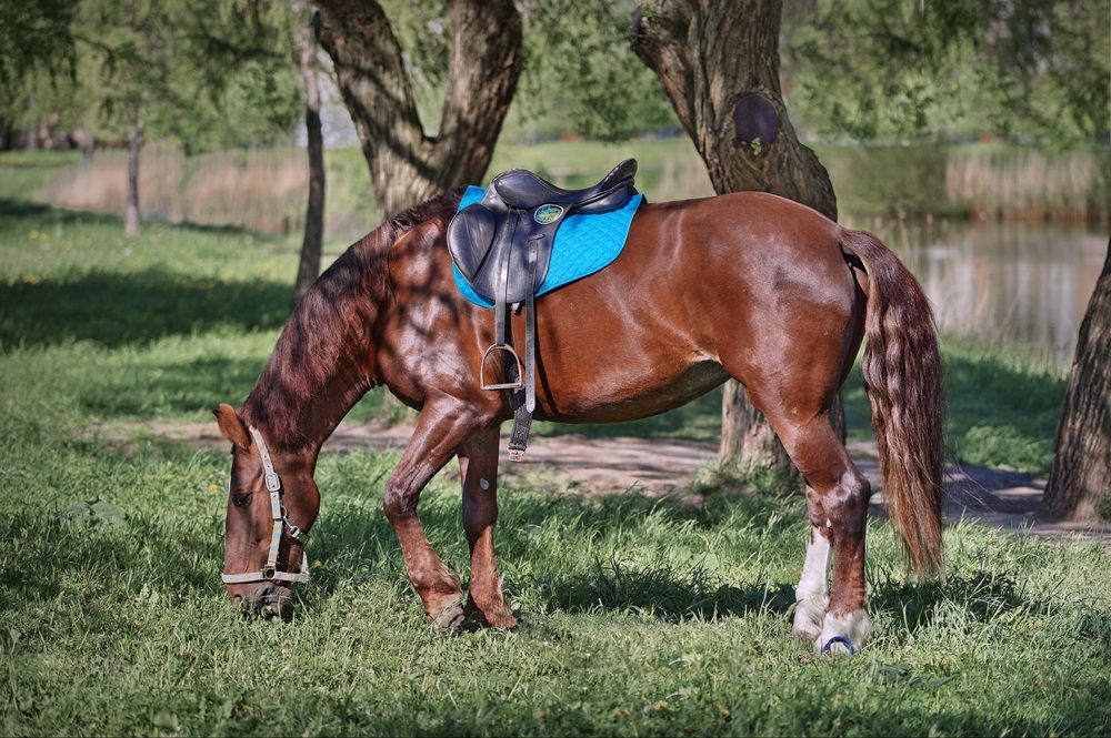 Фотография автора Анатолий Дауров
