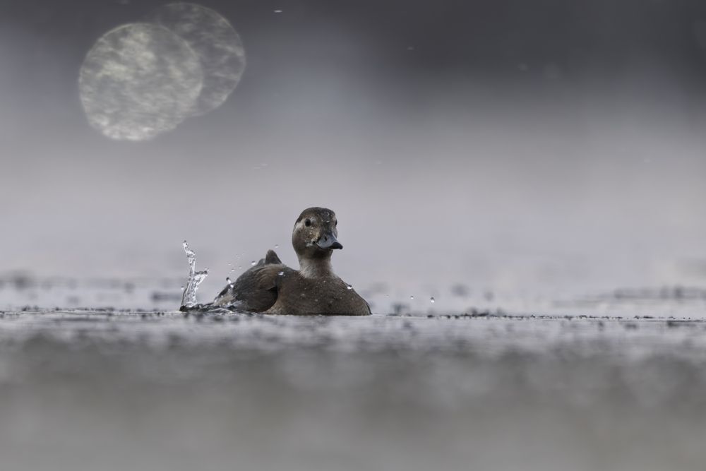 Photograph by Дмитрий Крошка