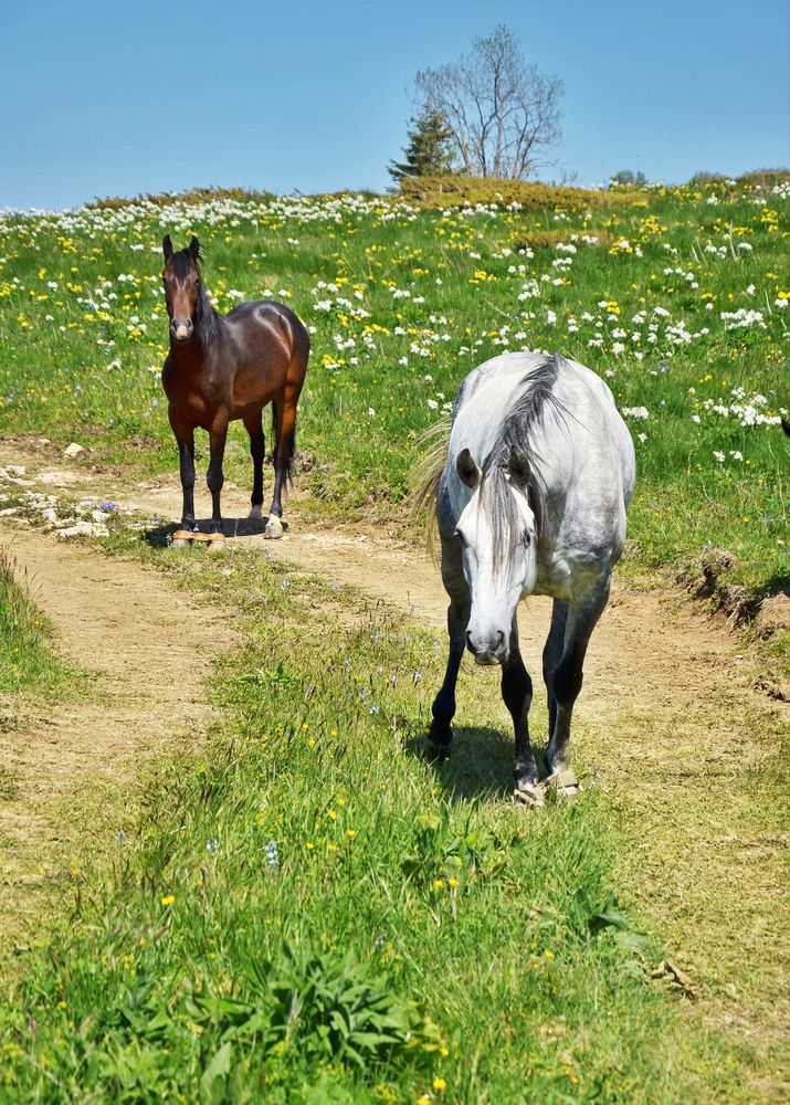Фотография автора  Владимир