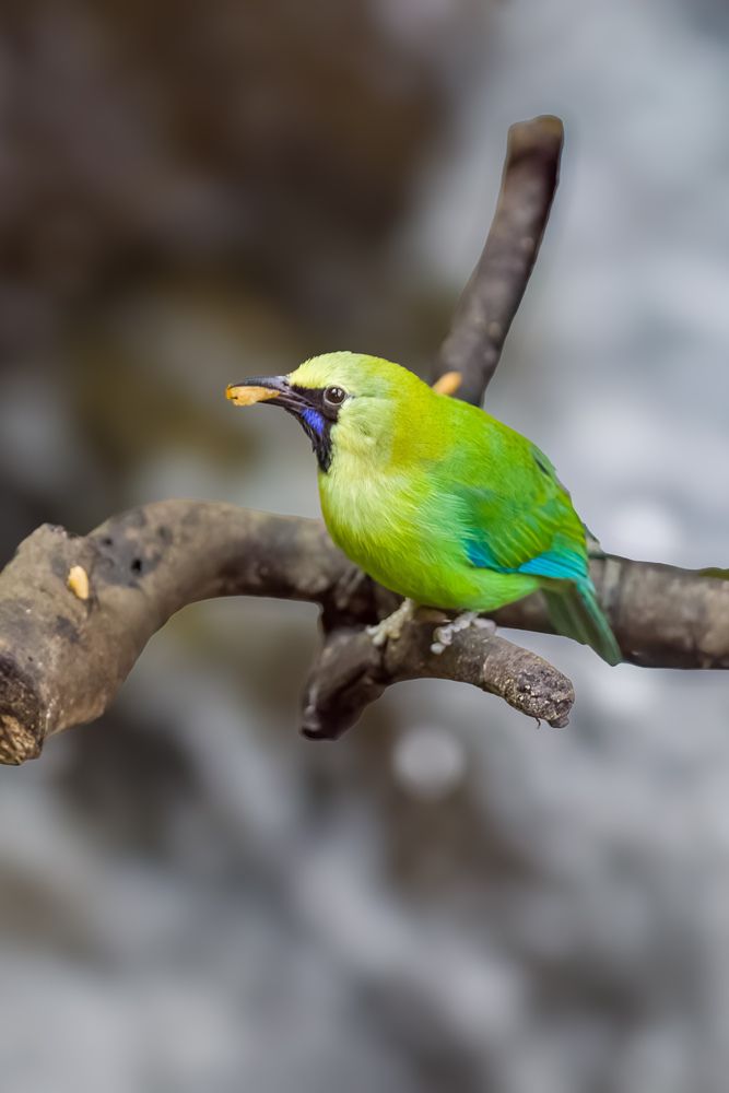 Фотография автора Sutan Naga Effendy