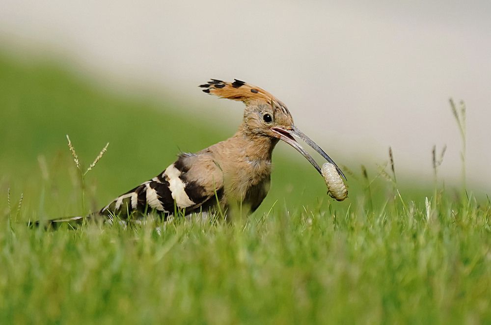 Photograph by Raed Victor Saad