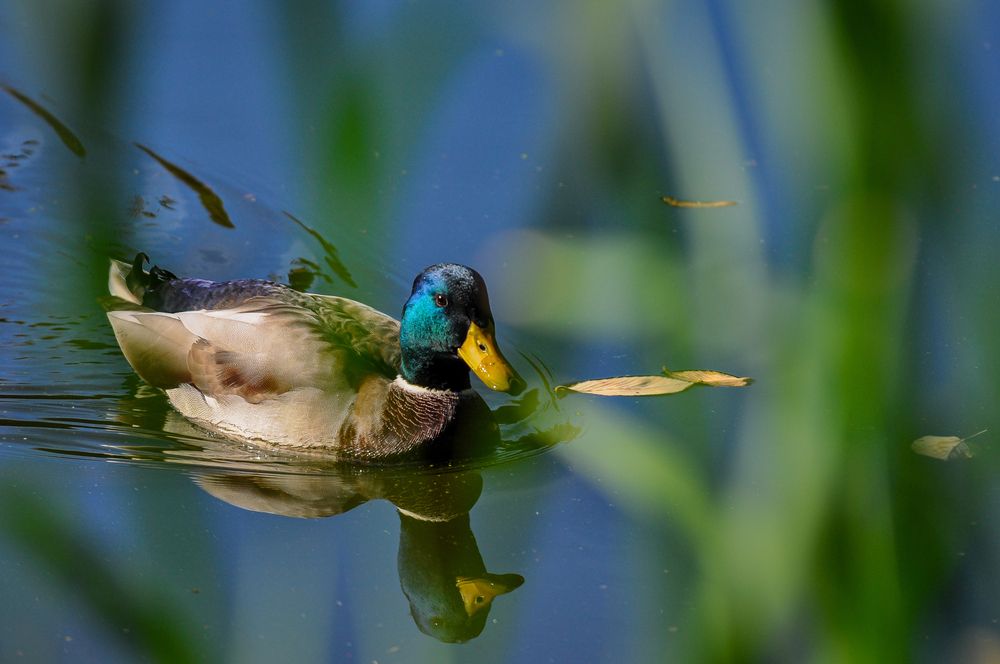Фотография автора Elizabeth
