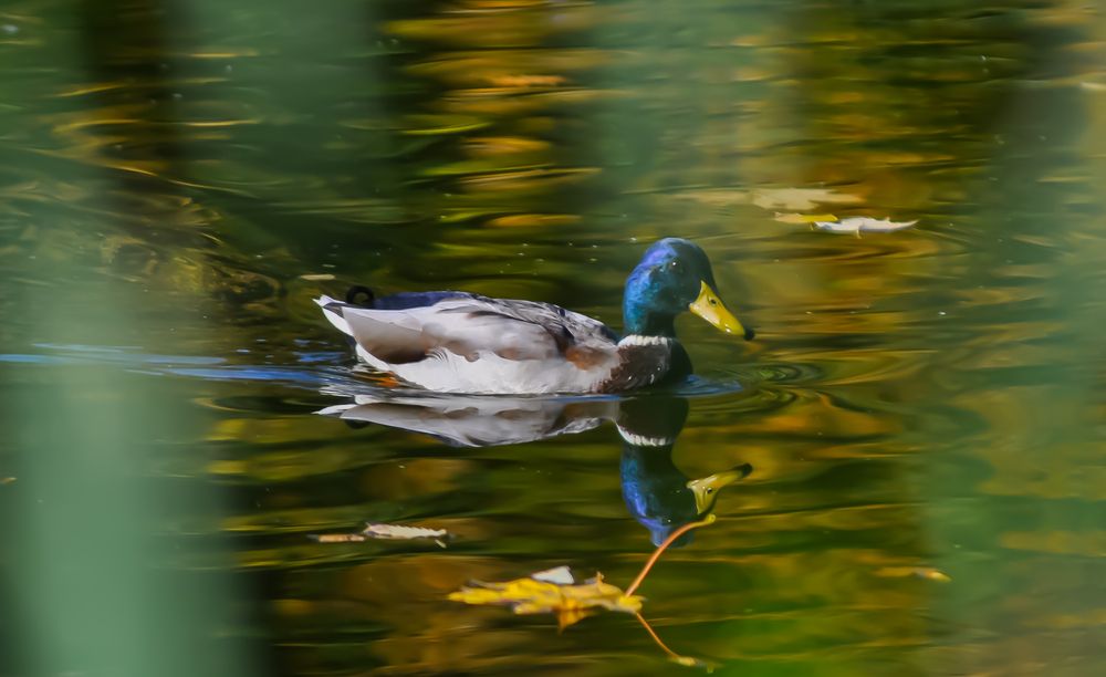 Фотография автора Elizabeth